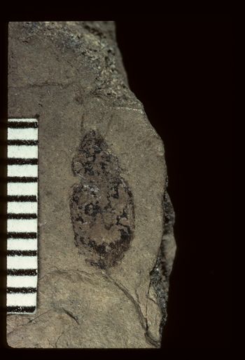 Media type: image;   Entomology PALE-1796 Aspect: counterpart